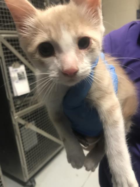 Adoptable Cat
