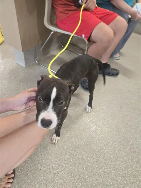 Adoptable Dog