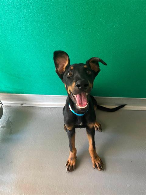 Adoptable Dog