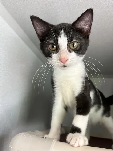 Adoptable Cat