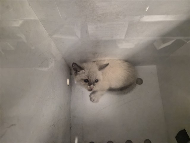 Adoptable Cat