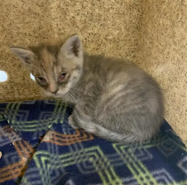 Adoptable Cat