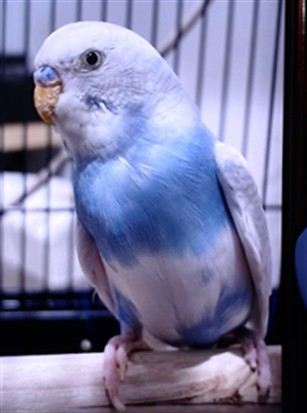 Blueberry
