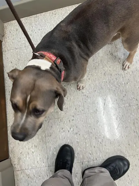 Adoptable Dog