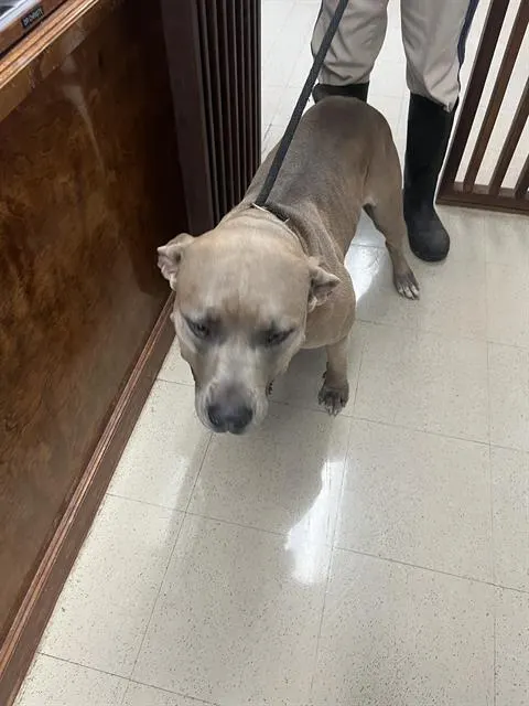 Adoptable Dog