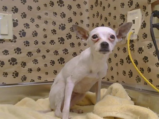 Adoptable Dog