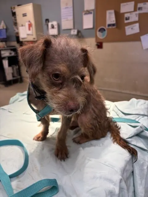 Gizmo
