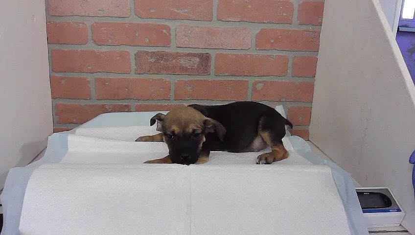 Adoptable Dog