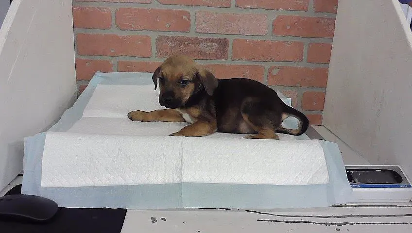 Adoptable Dog