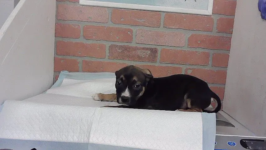 Adoptable Dog