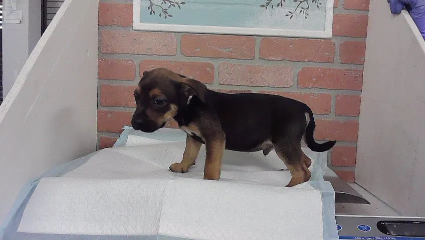 Adoptable Dog