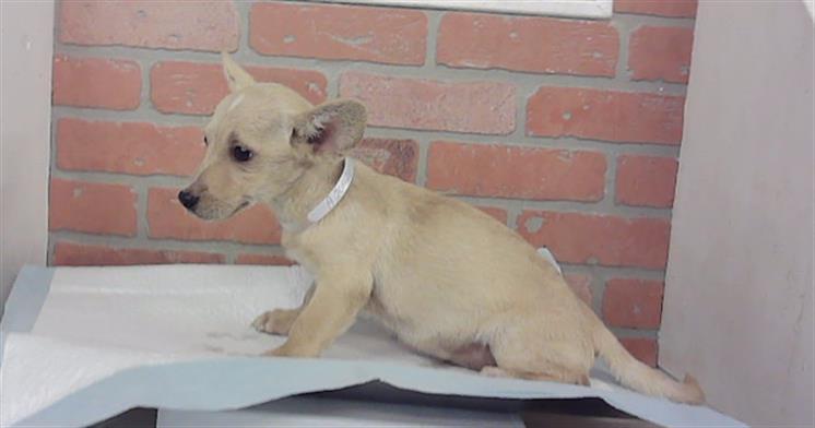 Adoptable Dog