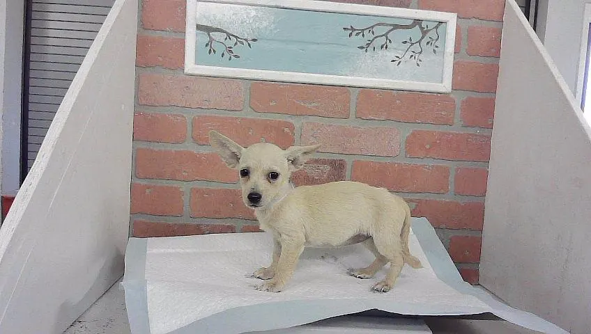 Adoptable Dog