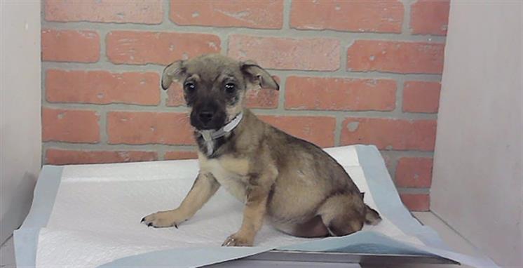 Adoptable Dog