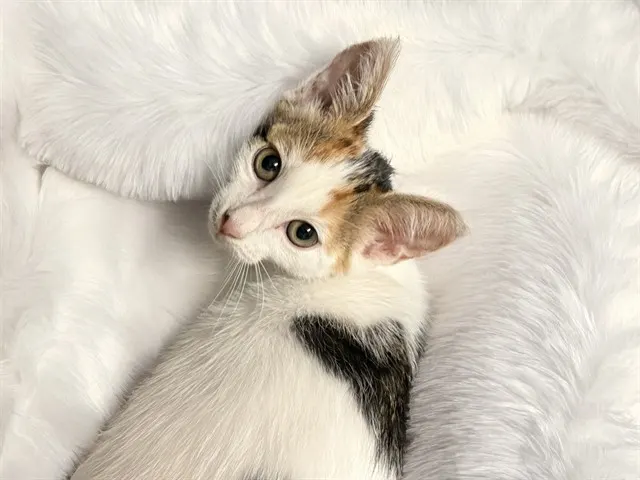 Toffee