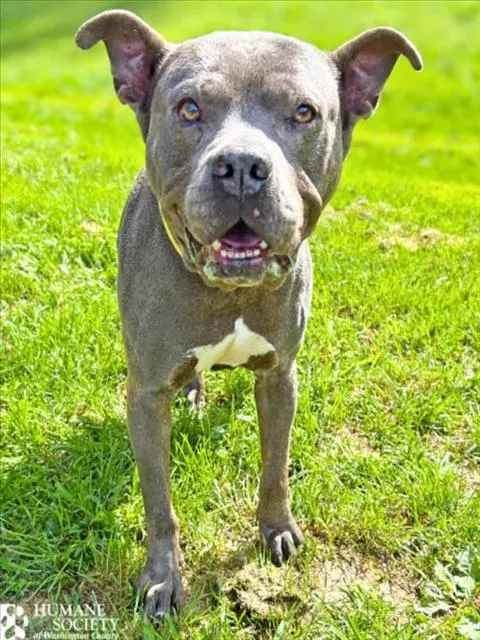 Dozer