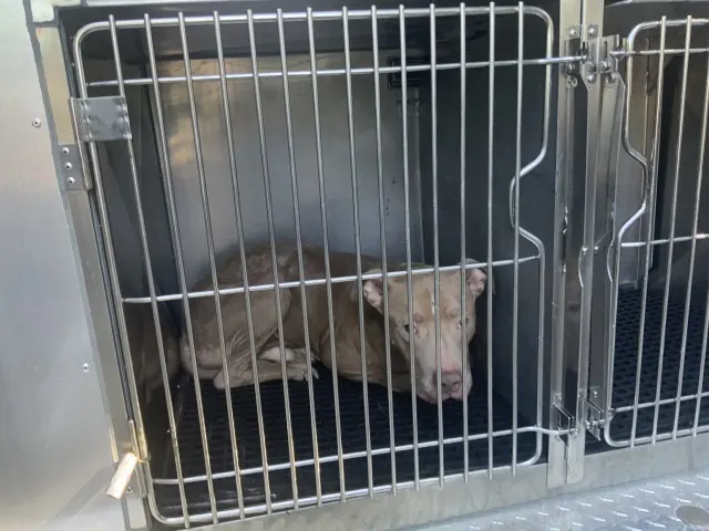 Adoptable Dog