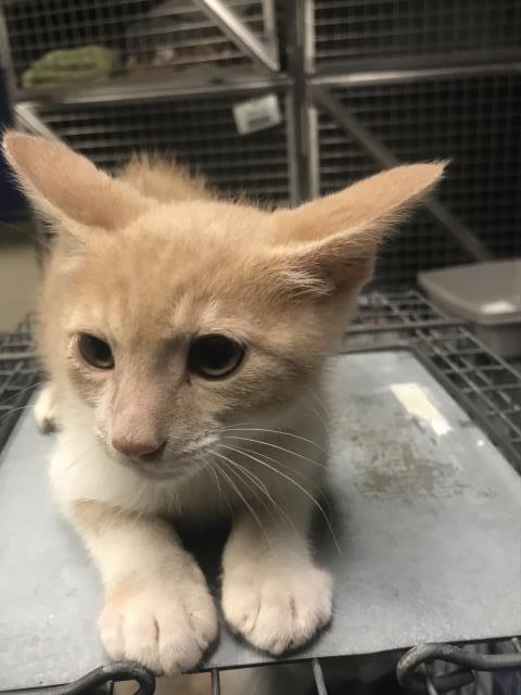 Adoptable Cat