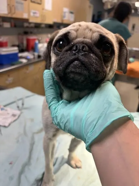 Pugzilla