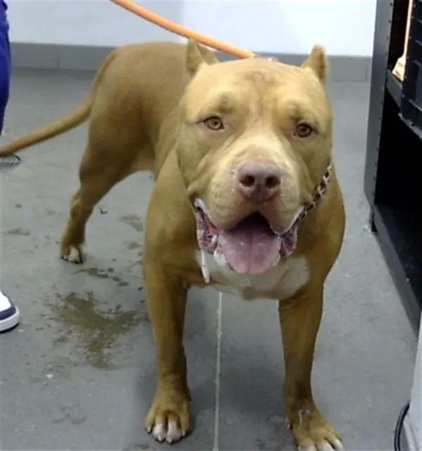 Boxer