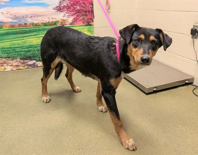 Adoptable Dog
