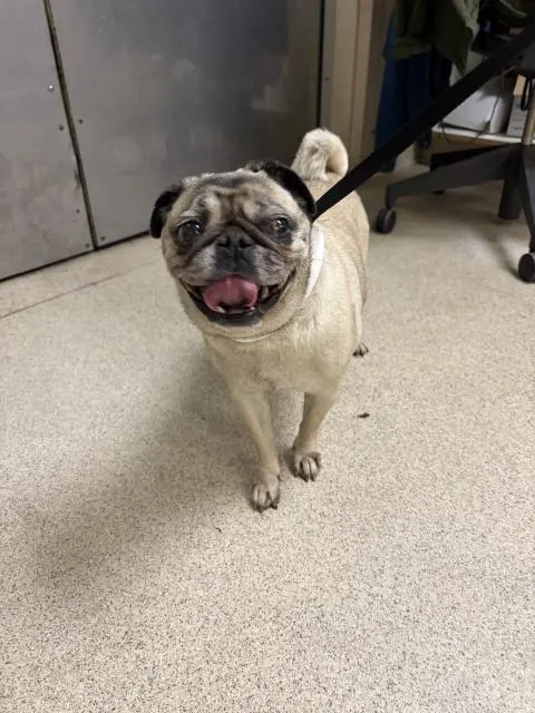 Pugbug
