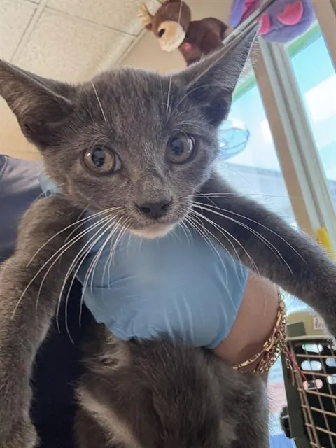 Adoptable Cat