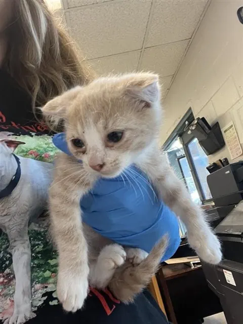 Adoptable Cat