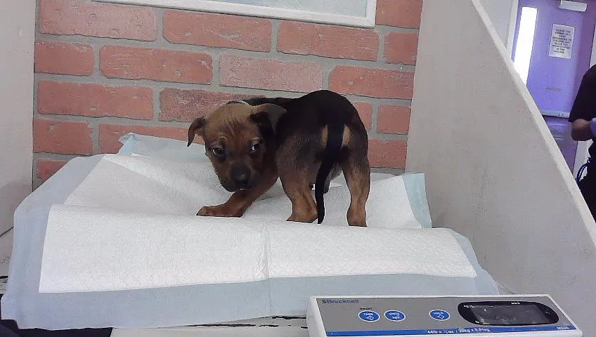 Adoptable Dog
