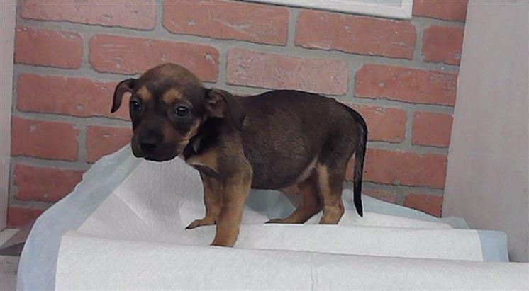 Adoptable Dog