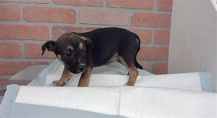 Adoptable Dog