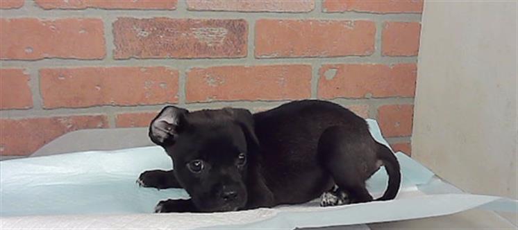 Adoptable Dog