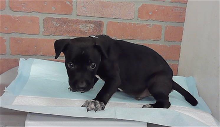 Adoptable Dog