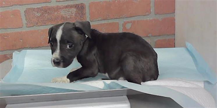 Adoptable Dog