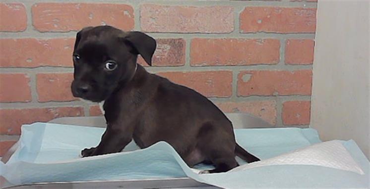 Adoptable Dog