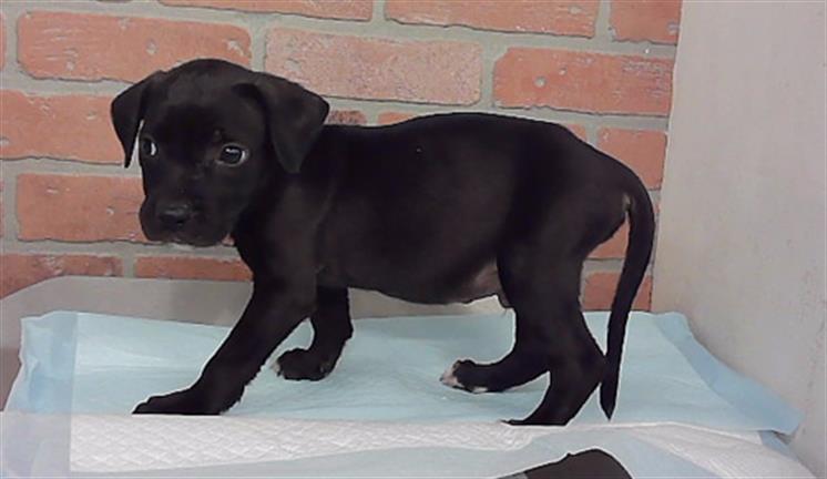 Adoptable Dog