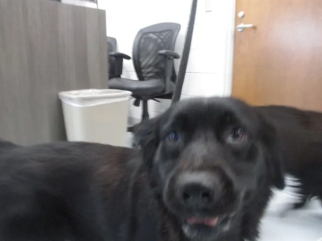 Molly