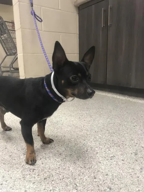 Adoptable Dog