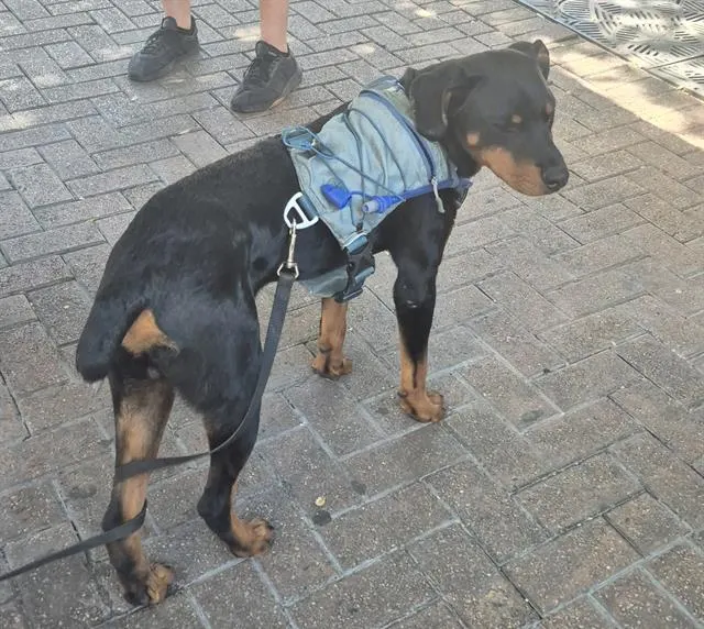 Adoptable Dog