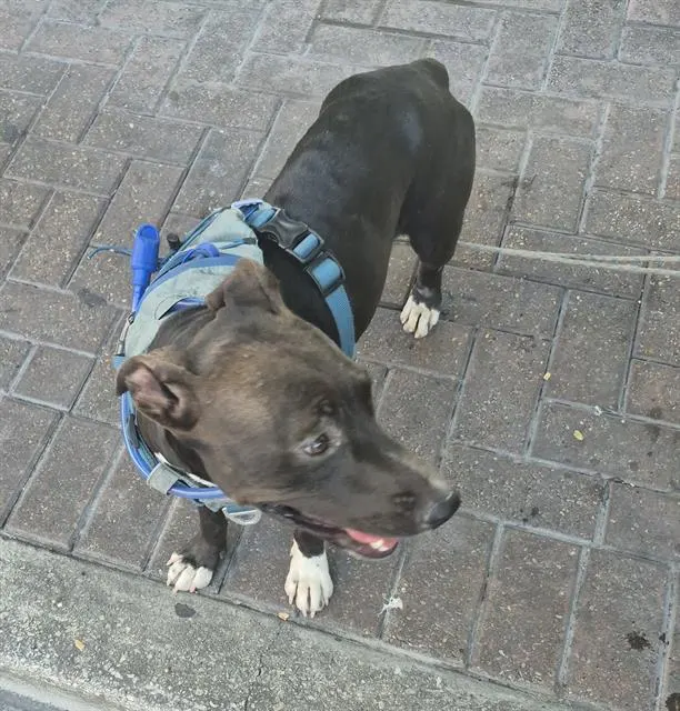Adoptable Dog