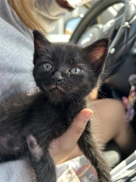 Kitty