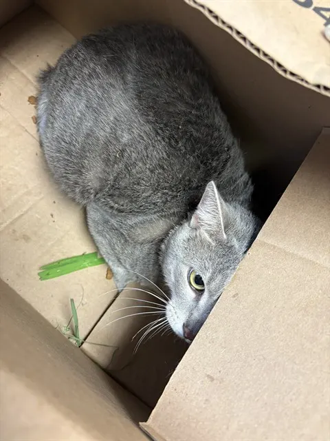 Adoptable Cat