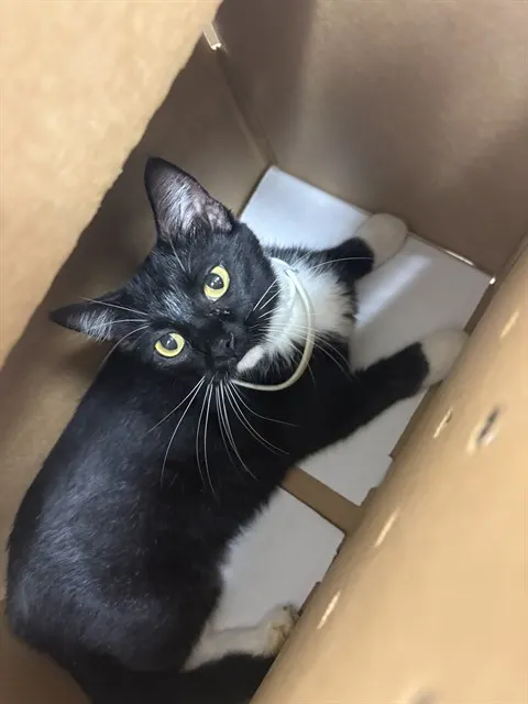Adoptable Cat