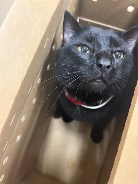 Adoptable Cat