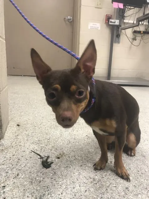 Adoptable Dog