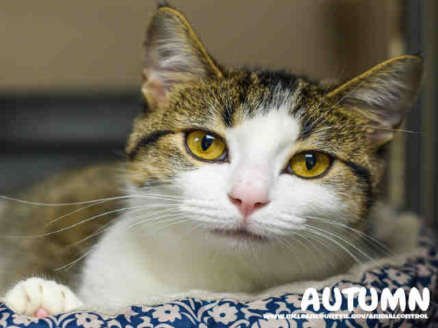 Annie (F.K.A. Autumn