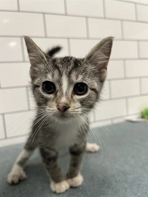 Adoptable Cat