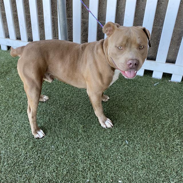 Adoptable Dog
