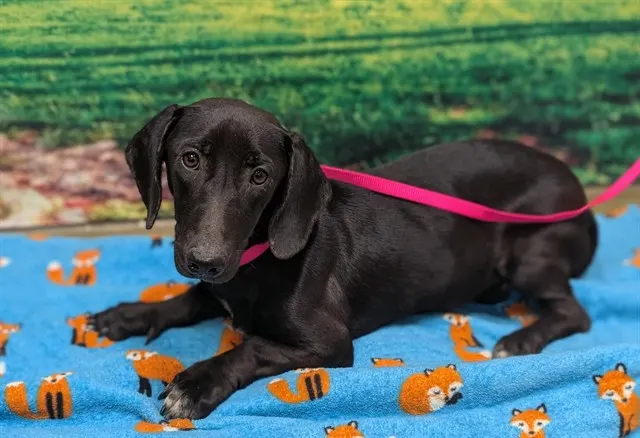 Adoptable Dog