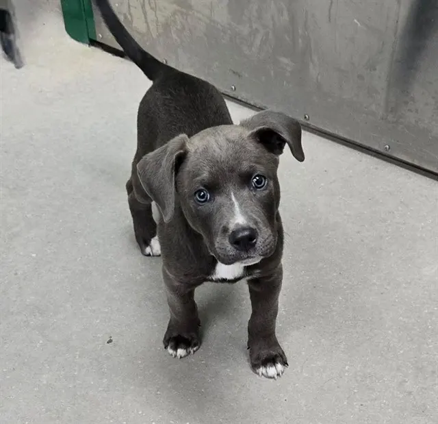 Adoptable Dog